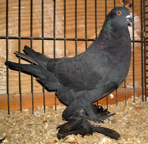 Genter kröpfer Schwarz Genter kröpfer Schwarz