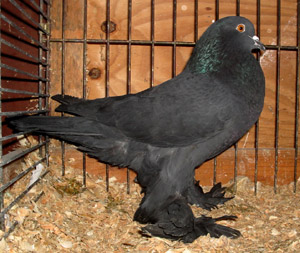 Genter kröpfer Schwarz Genter kröpfer Schwarz