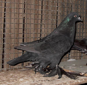 Genter kröpfer Schwarz Genter kröpfer Schwarz