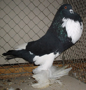 Schwartz Geherzt Schwartz Geherzt