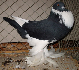 Schwartz Geherzt Schwartz Geherzt
