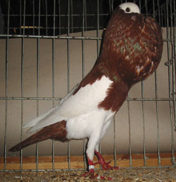 German Magpie Pouter Red