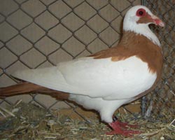 Pigeon Dominicain de Franconie Jaune