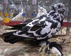 Венгерские гигантские домашние голуби Черный Tigered
