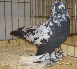 Венгерские гигантские домашние голуби Черный Tigered