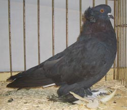 Венгерские гигантские домашние голуби черный
