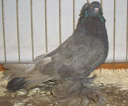 Венгерские гигантские домашние голуби надоедать