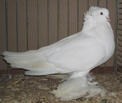 Венгерские гигантские домашние голуби белый
