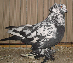 Венгерские гигантские домашние голуби Черный Пятнистый