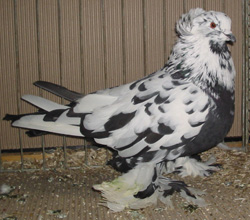 Венгерские гигантские домашние голуби Черный Пятнистый