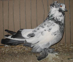 Hungarian Giant House Pigeon Blue Splashed