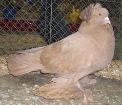 Венгерские гигантские домашние голуби желтый