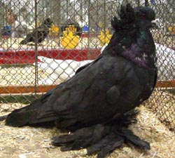 Венгерские гигантские домашние голуби черный