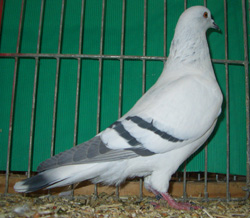 Ice Pigeon Ice color with bars
