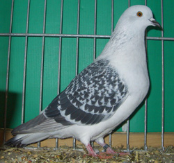 Ice Pigeon Ice color Checked