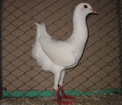Мальтийские голуби белый