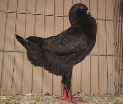 Мальтийские голуби черный
