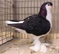 Лахорские голуби  черный