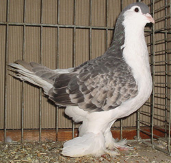 Лахорские голуби  Пепельно-синий пятнистый