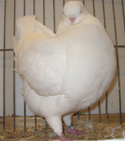 Моденские куриные голуби белый