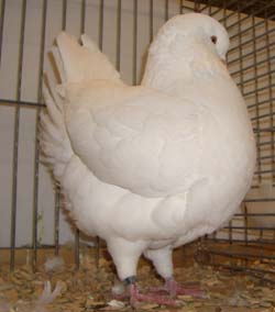 Моденские куриные голуби белый