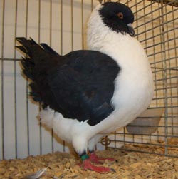 Моденские куриные голуби черный