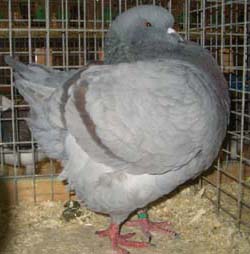 Моденские куриные голуби индиго