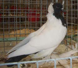 Pigeon de Saxe à poitrine colorée Noir