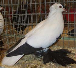 Саксонские аистовые голуби черный