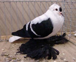 Саксонский летный голубь Черный с белыми полосами