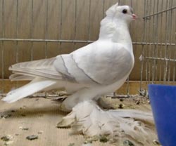 Pigeon de Saxe à ailes colorées Argenté barré blanc 