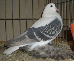 Pigeon de Saxe à ailes colorées Bleu écaillé