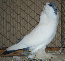 Шмалькальденские черноголовые голуби синий