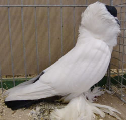 Шмалькальденские черноголовые голуби черный