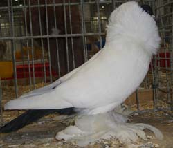 Шмалькальденские черноголовые голуби черный