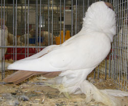Шмалькальденские черноголовые голуби желтый