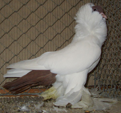 Шмалькальденские черноголовые голуби красный