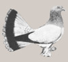 Seldschuk pigeon