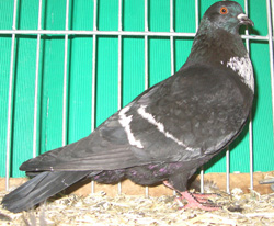 Штаргальский голубь Черный с белыми полосами