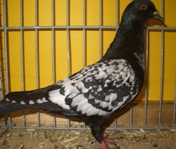 Штаргальский голубь Черный Спангл