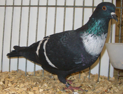 Штаргальский голубь Черный с белыми полосами