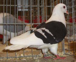 Тюрингский щитокрылый Черный с белыми полосами