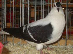 Тюрингские летные голуби Черный с белыми полосами