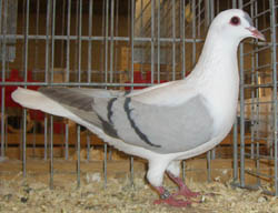 Thuringian Wing Pigeon Blue with Black Bars