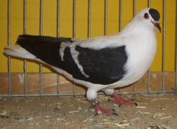 Pigeon de Thur. à ailes colorées Noir barré blanc 