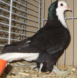 Тюрингский белогрудый черный