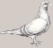 Field Pigeon