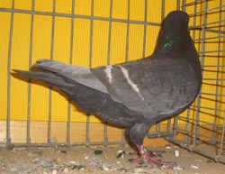 Полевые цветные голуби андалусский