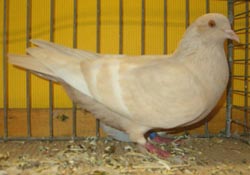 Полевые цветные голуби  изабелловый белопоясый
