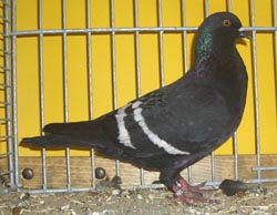 Полевые цветные голуби черный